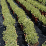 SUSTRATO-PROFESIONAL-MACETA-POTPLANT-150x150.jpg
