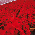 POINSETTIA1-150x150.jpg