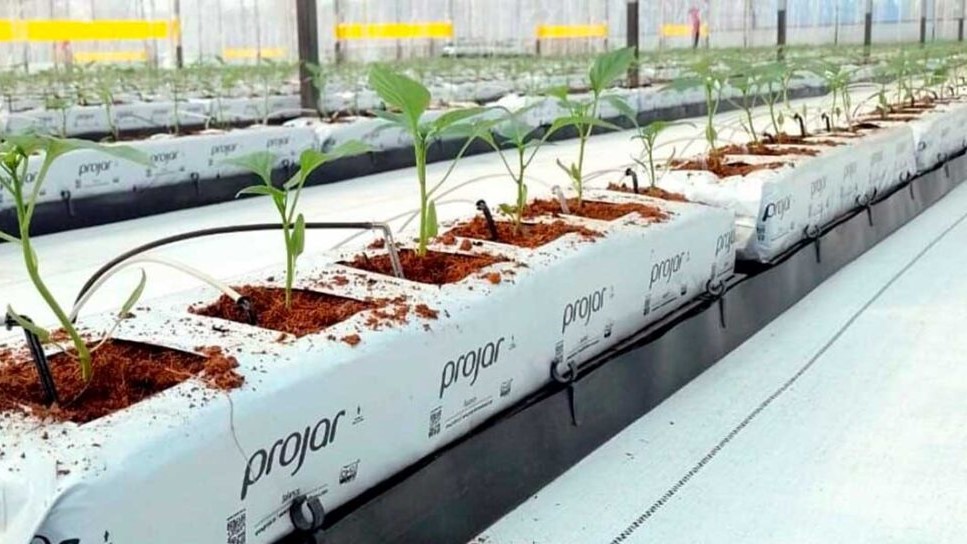 projar-fibra-de-coco-980x544.jpg