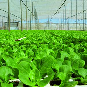 SEED-PRO-5050.jpg