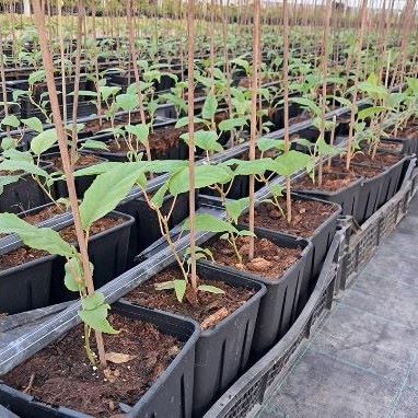Quercia-spice24-plantas-3.JPG