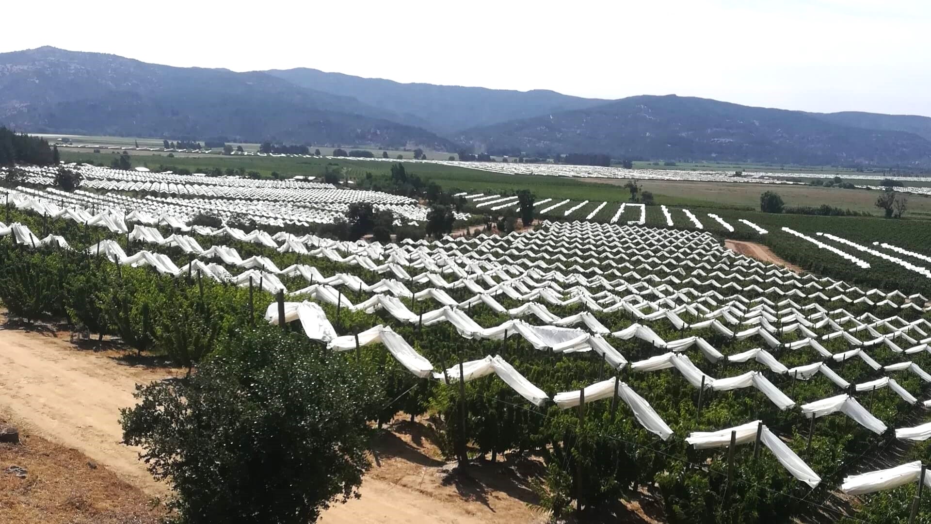 Agralia-Agricover-FTT13-cerezas-1200x675.jpg
