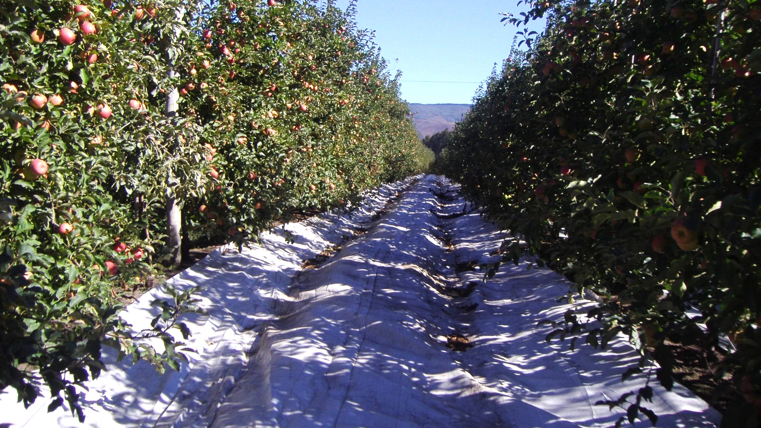 Agralia-Agrisoil-LUX-Manzanos-1-1.jpg