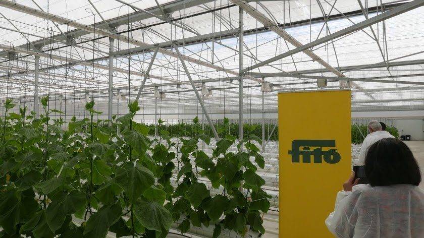 Fitó comercializará semillas sin tratamiento fitosanitario