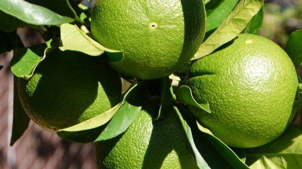 oranges