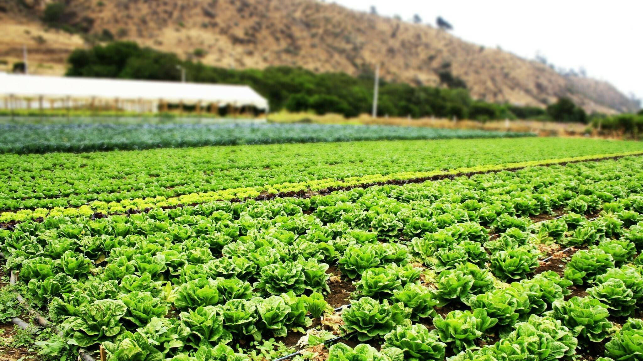 mar-menor-fuente-nutrientes-horticultura