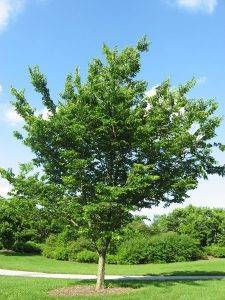 American Hackberry