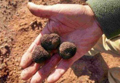 Tubersystems mejorará el cultivo de la trufa negra y su sostenibilidad