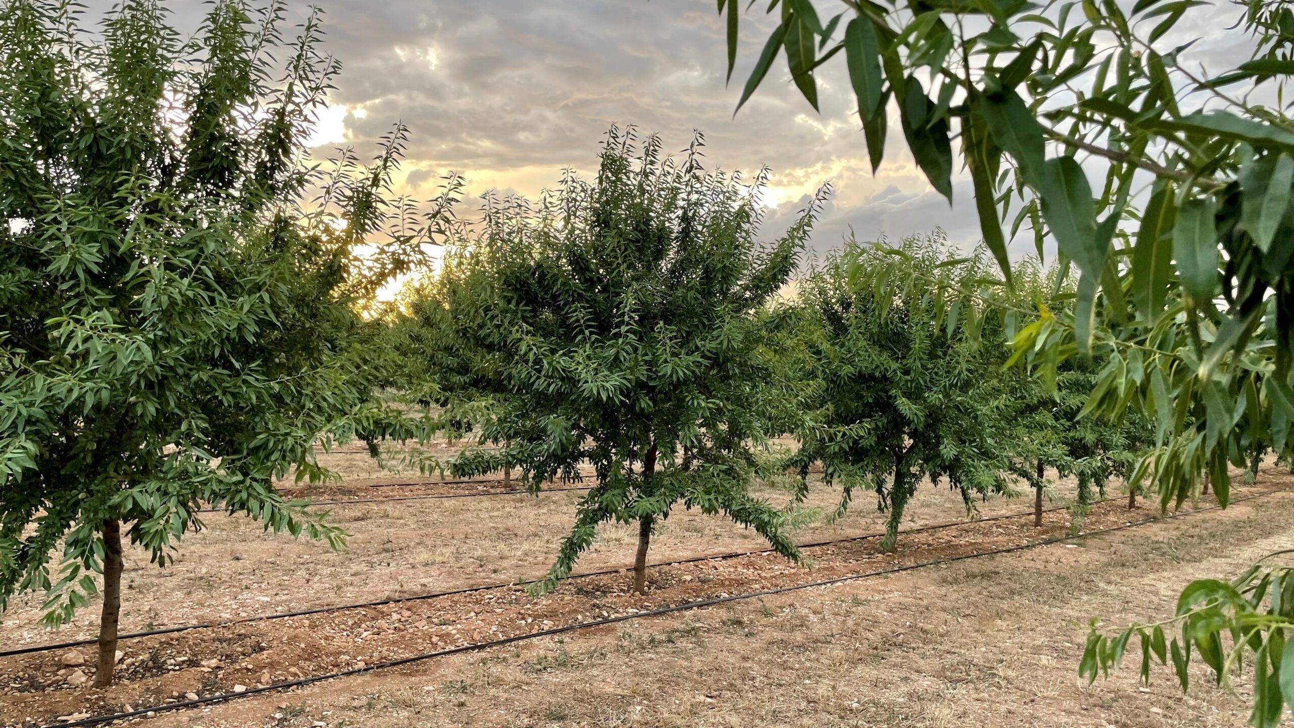 agrovoltaica-manuel-martin-arroyo
