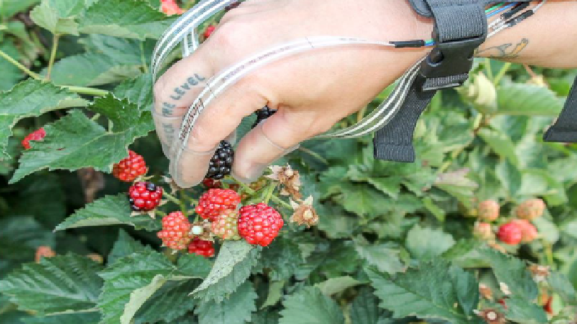 berrie.png