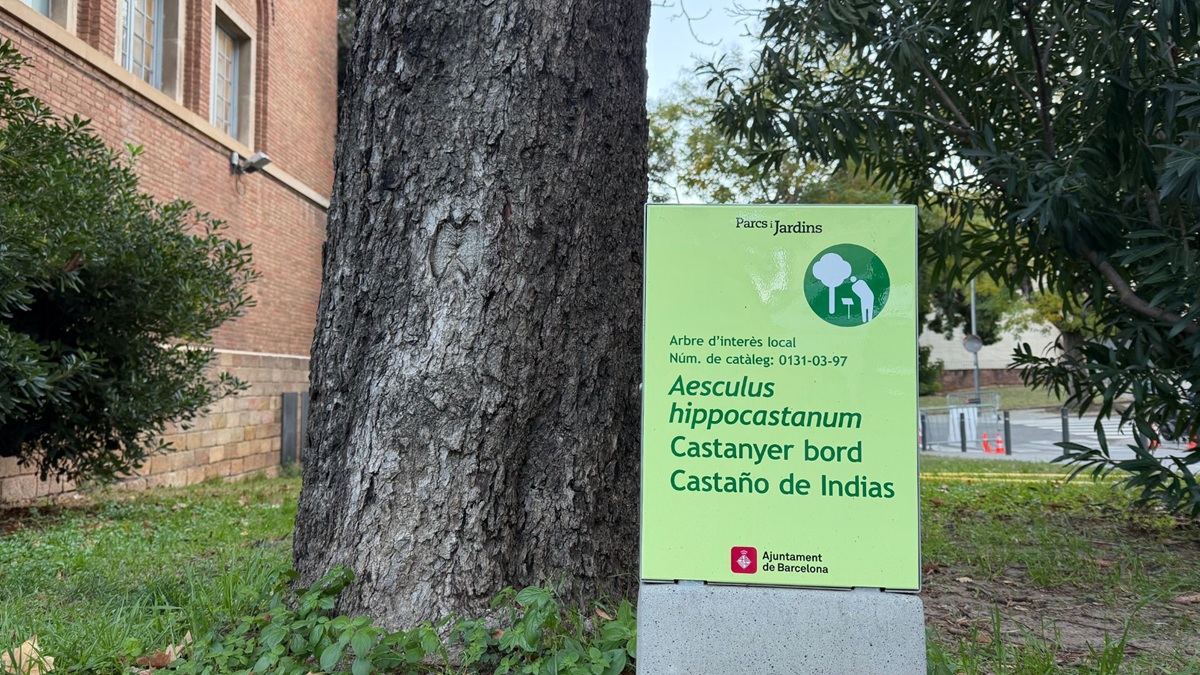 Ilustración 2 Ejemplar de Castaño de Indias (Aesculus hippocastanum) del año 1937 tratado con Polysorb.