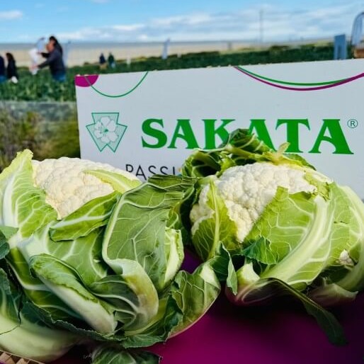 Coliflor Marseille Sakata