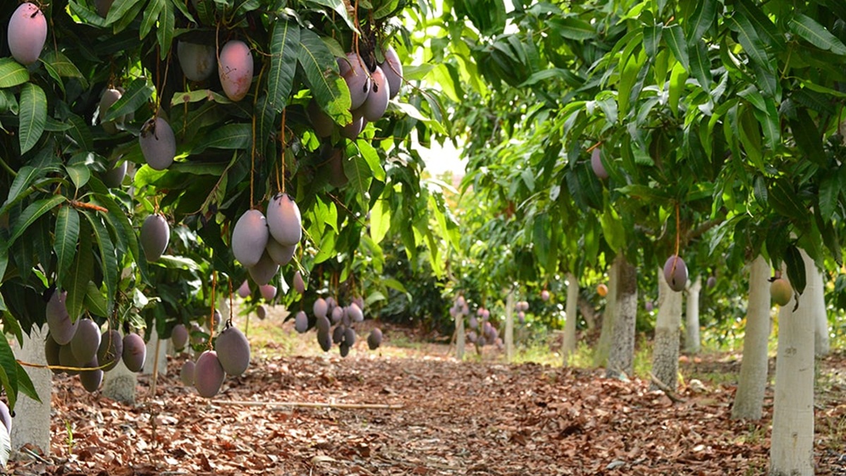 jornada-cultivos-subtropicales-mango.jpg