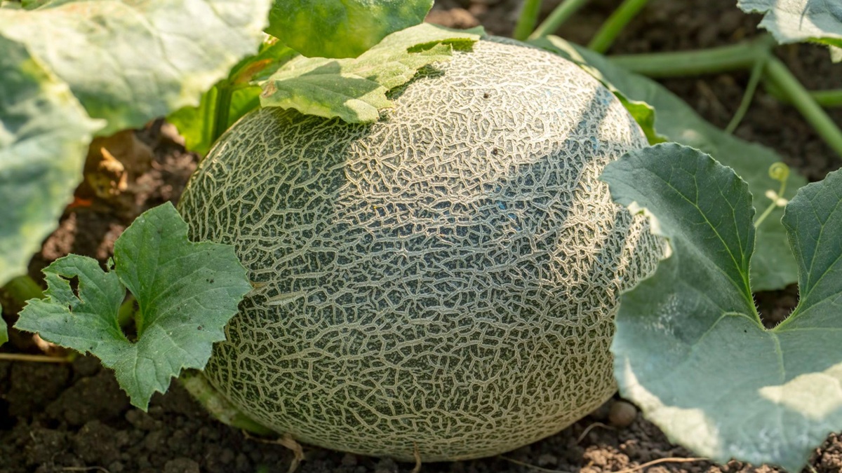 melon-cultivo-sanidad-vegetal-manejo-campana.jpg
