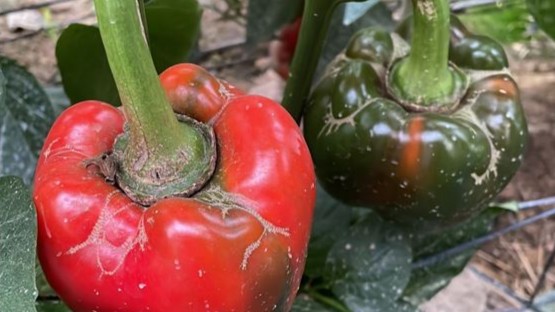 Danos-fruto-trips-del-tabaco.jpg