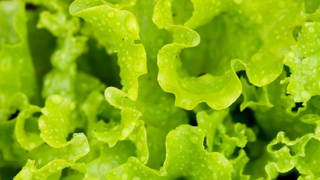 sla-krulsla-shutterstock-54183049-3500x2325.jpg
