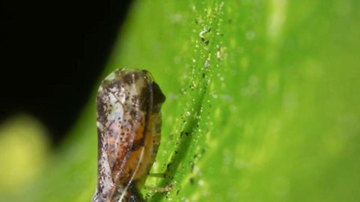 97e6d330-5e54-4749-a882-0f3cf4bac187_16-9-discover-aspect-ratio_default_0_x528y279.jpg