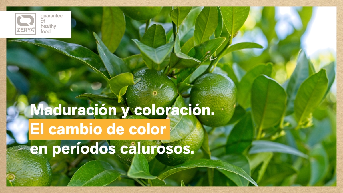 Banner-Cambio-de-Color-Citricos-en-periodo-de-Calor-ZERYA-Sin-Residuos-de-Pesticidas.jpg