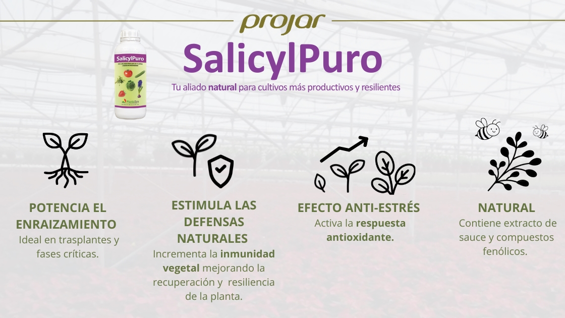 salicylpuro-infografia-.jpg