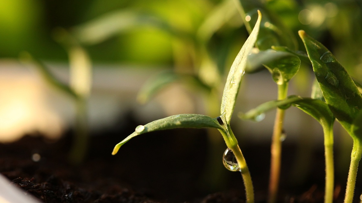 katerinavulcova-germinate.jpg