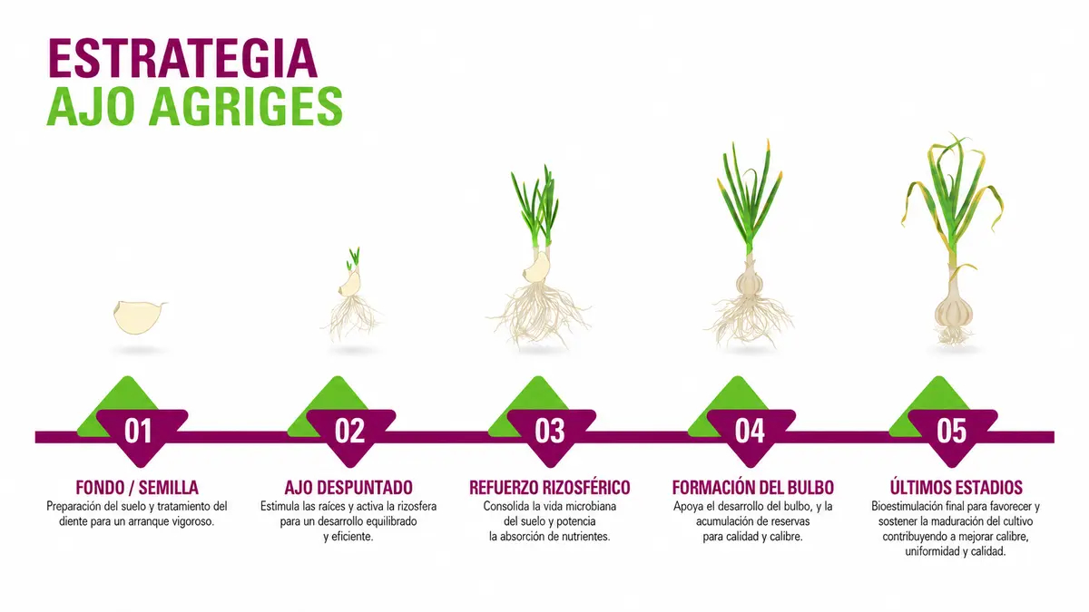 estrategia-ajo-agriges-etapas-cultivo.jpg