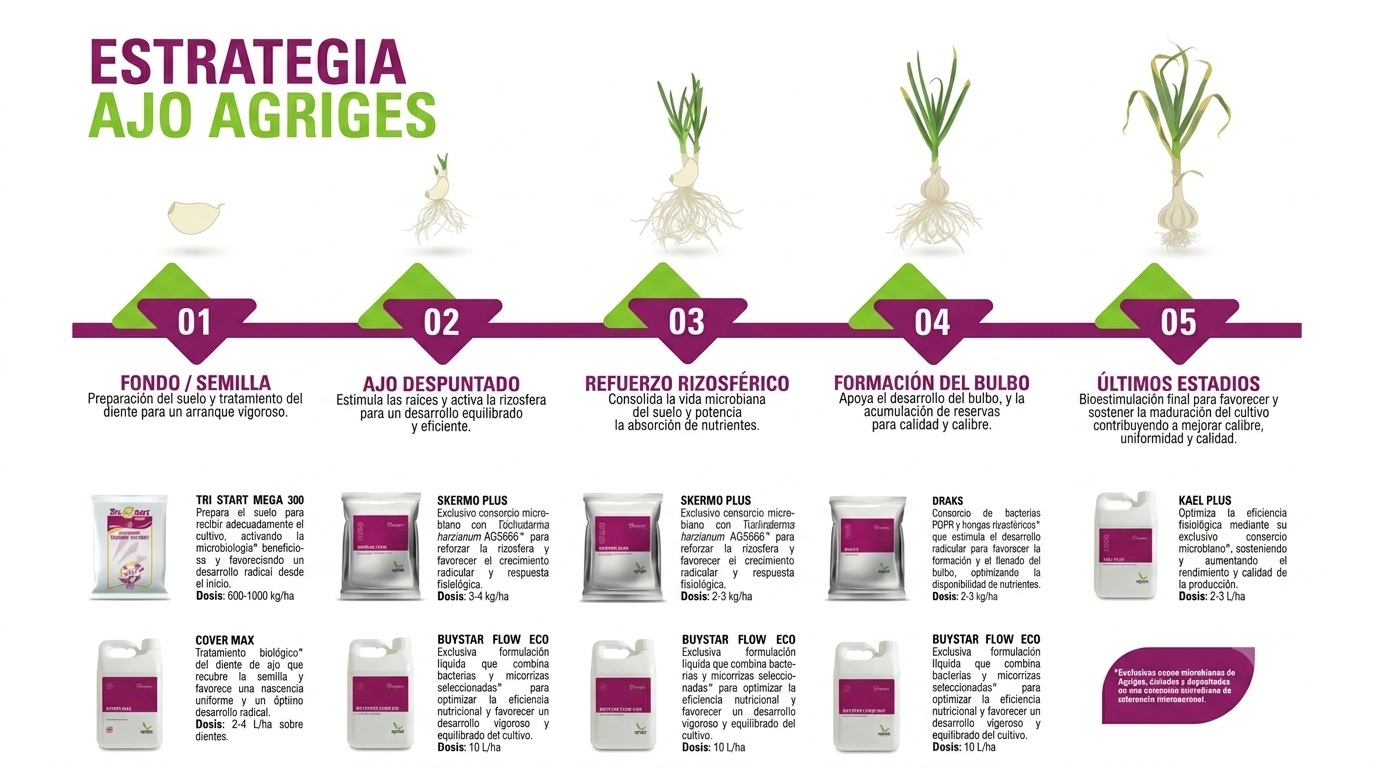 estrategia-ajo-agriges.jpg