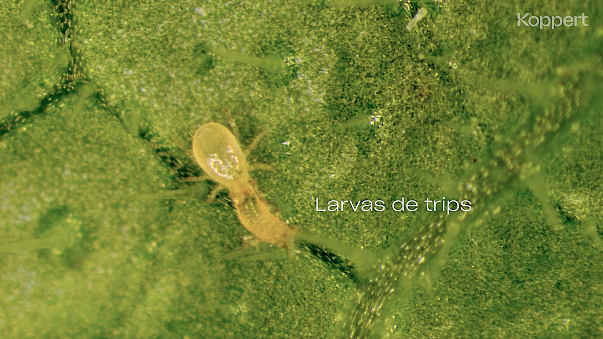 limonica-depreda-trips-koppert