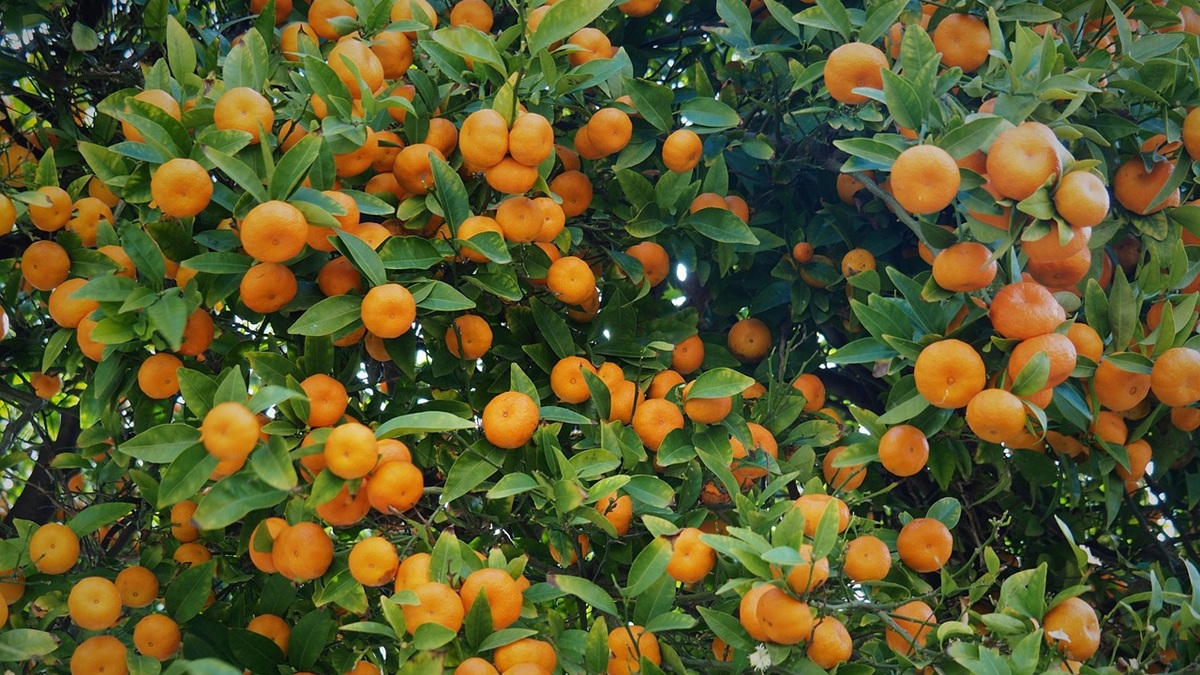 tangerines-5942874_1280