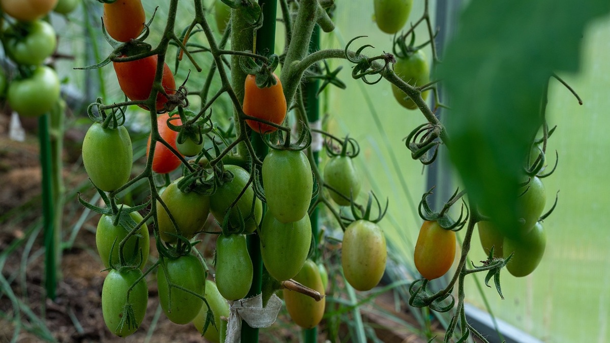 tomatoes-6718379_1280