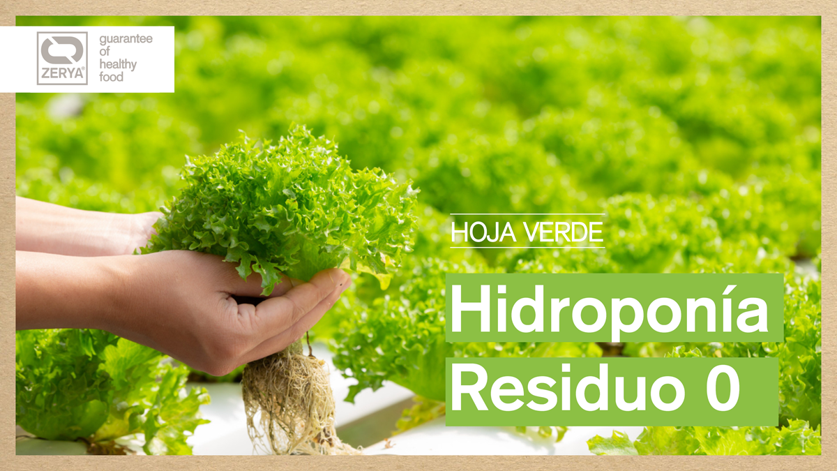 hidroponia