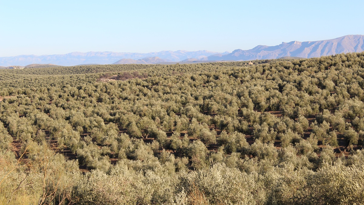 Paisaje_de_olivar_24J_04