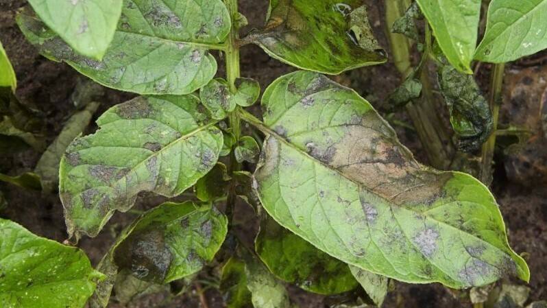 phytophthora-infestans-on-dore-potato-plant-1200