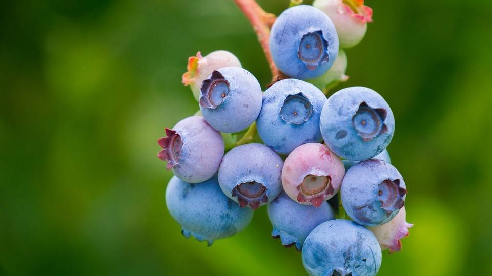 berries-3513547_960_720