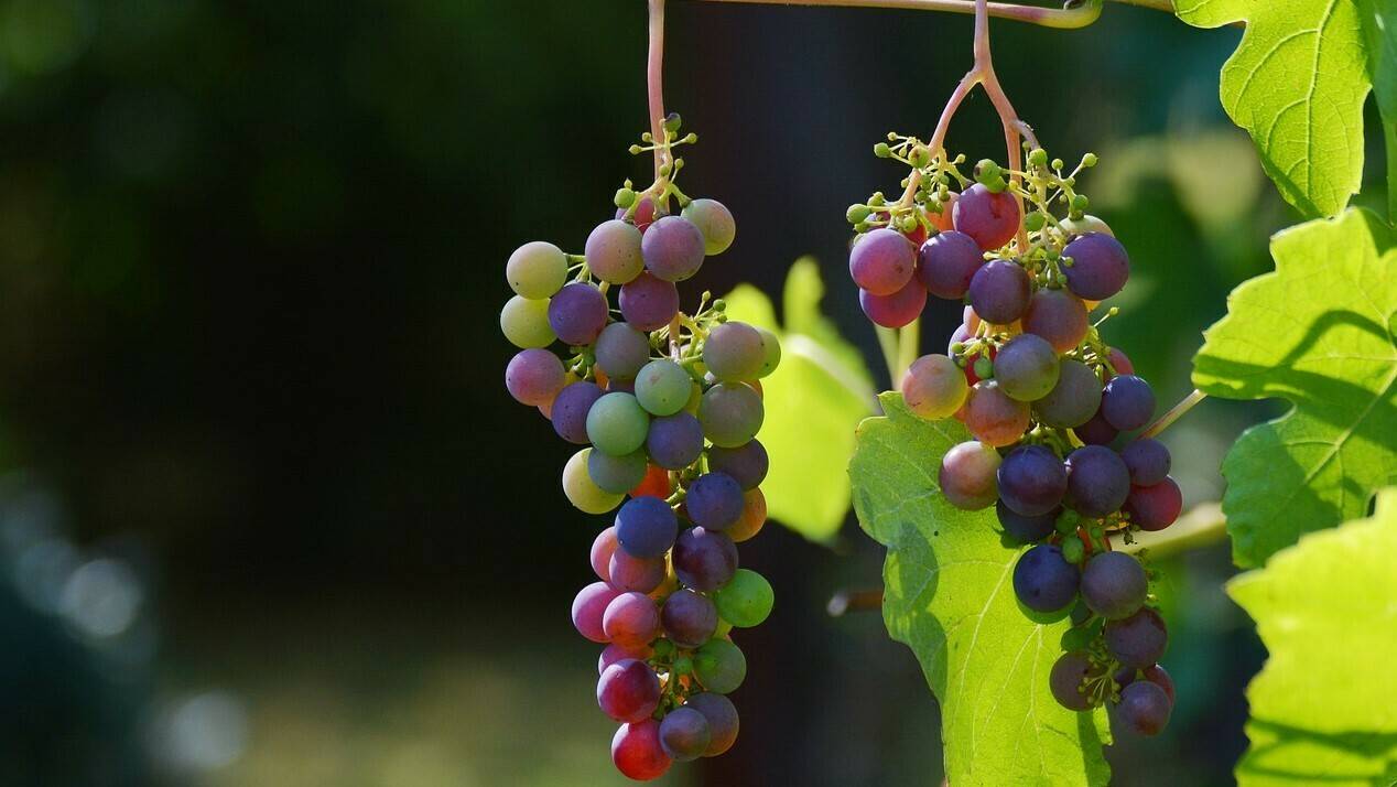 uvas