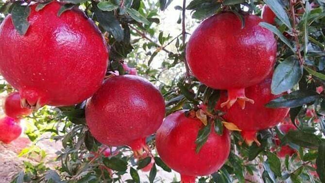 Caliplant-granada-Kingdom