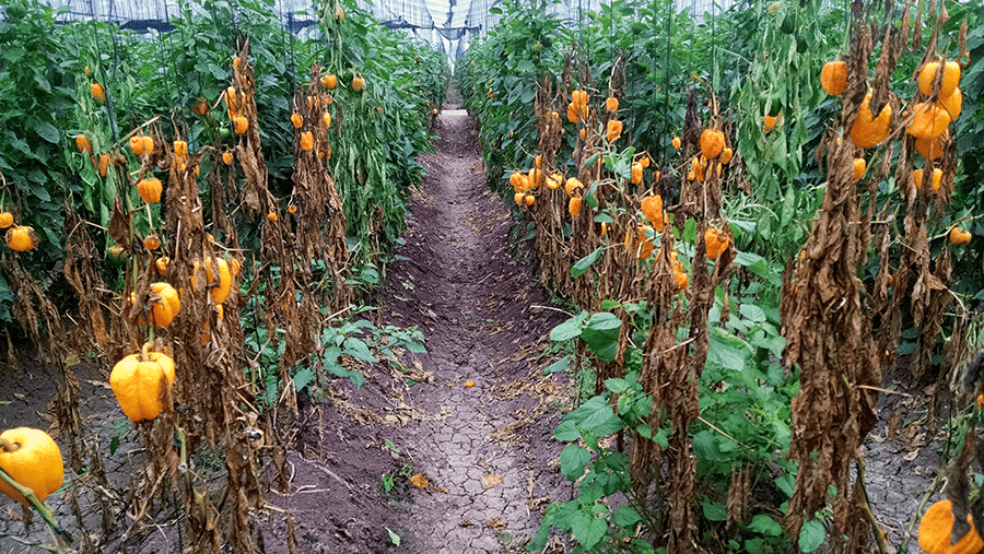 Daño-de-Meloidogyne-en-pimiento-amarillo