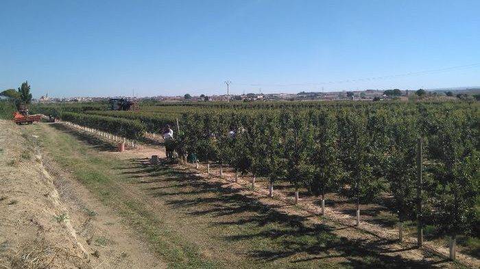 La-producción-de-almendra-ecológica-un-proyecto-demostrativo-del-IRTA