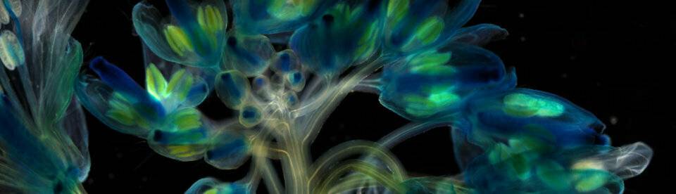 españa-prepara-simposio-sobre-biología-molecular-y-celular-en-plantas