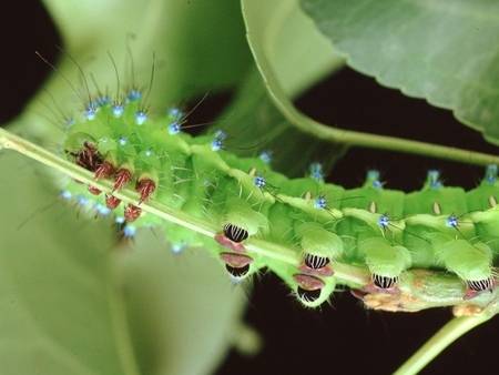 Libro-Blanco-de-la-Sanidad-Vegetal-en-Espana