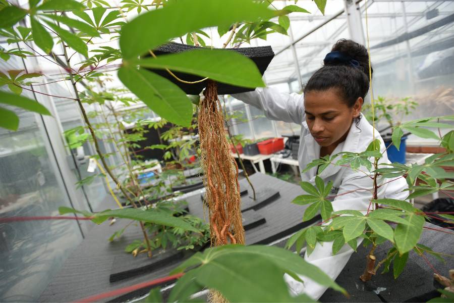 aeroponics-to-produce-cassava