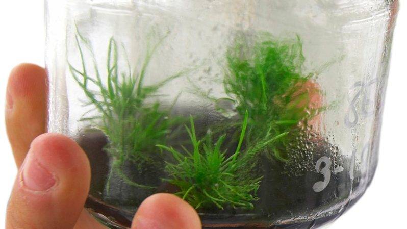 congreso-cultivo-tejidos-vegetales