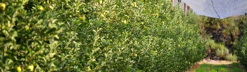 master-en-fruticultura-espana