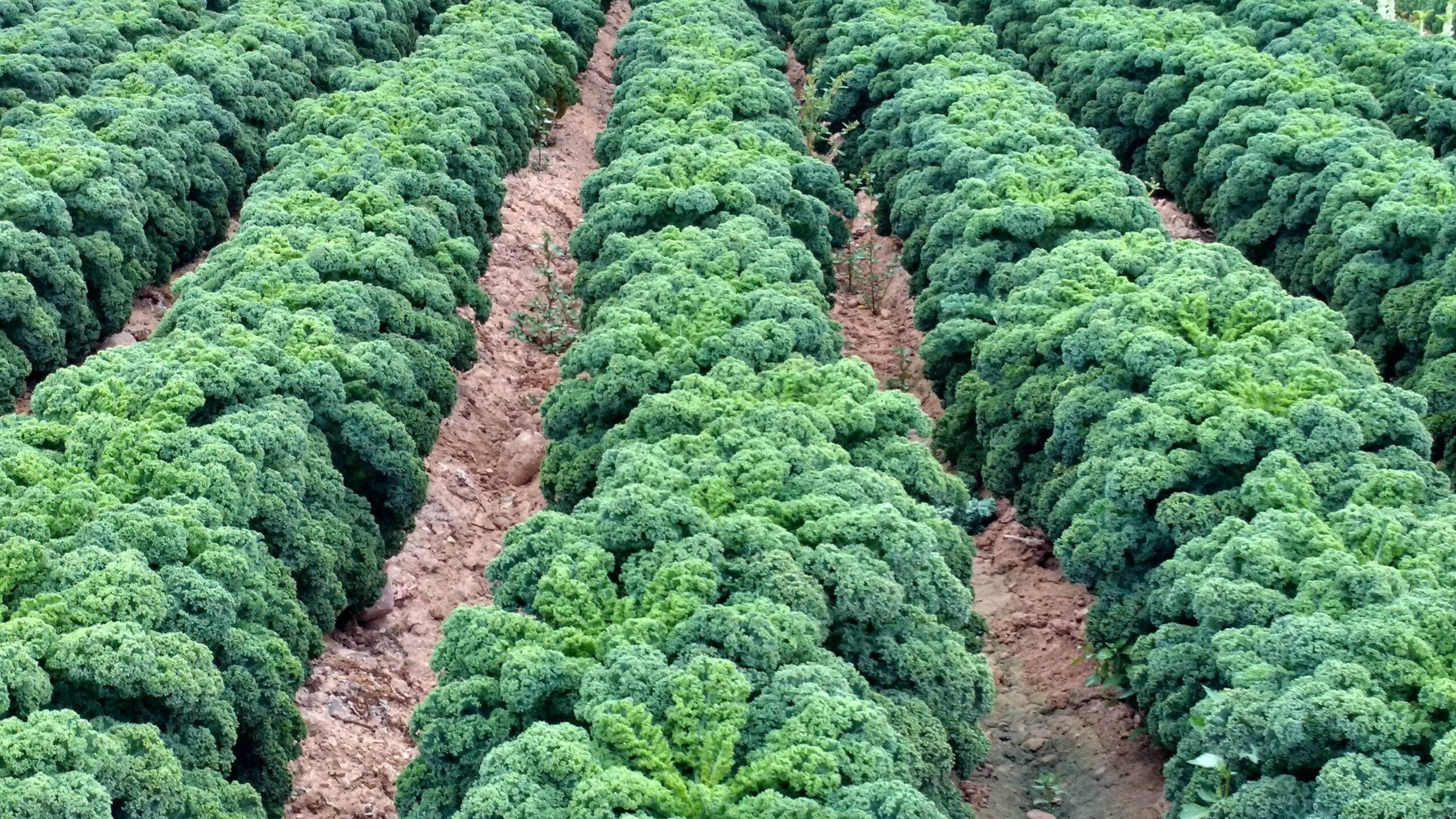 kale