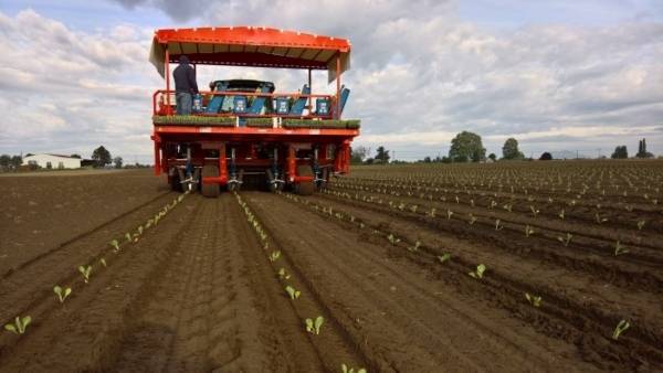 trasplantadora-automatica-futura