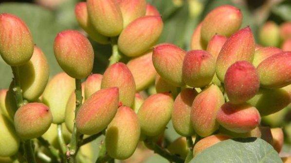 II-Jornadas-sobre-el-cultivo-del-pistacho-y-el-almendro