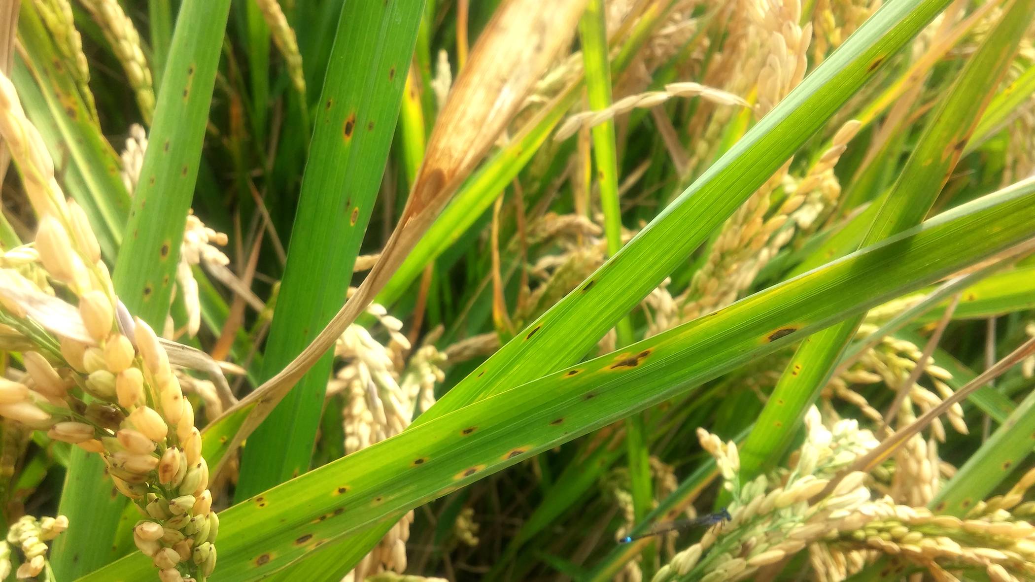 1_Lesiones_Moryzae_campo