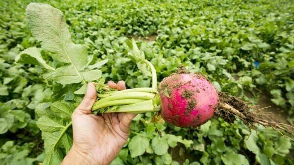 cultivo-rabano-luna
