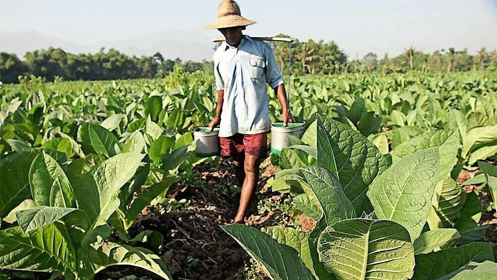 proteina-algas-mejorar-cultivos