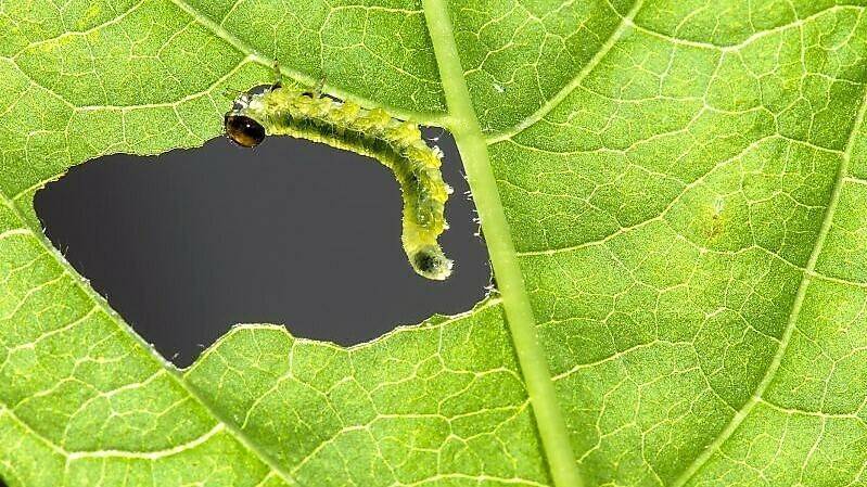 fitosanitarios-moleculas-arn-bicatenarios