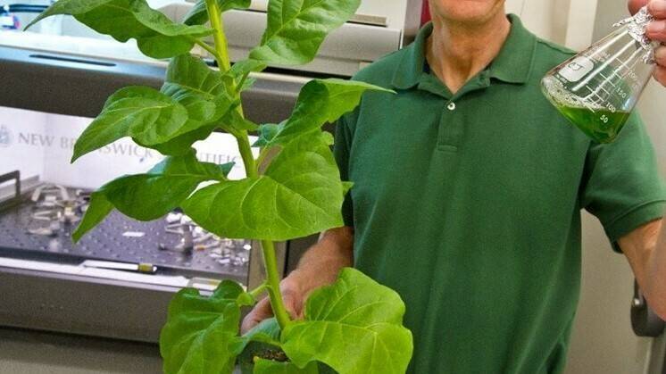 tabaco-proteina-algas